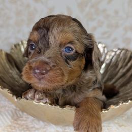 Aussiedoodle Puppies from The Cuddly Dood Ranch
