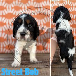 Street Bob - Black white and tan male English Springer Spaniel puppy in Fond Du Lac, Wisconsin from Clucking Homestead Springers & Dachshunds