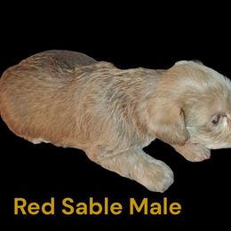 Loki - Parti male Miniature Schnauzer puppy in Silsbee, Texas from Kisses cuddles and snuggles