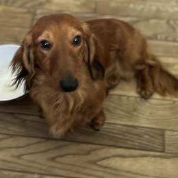 Valentino - Dachshund