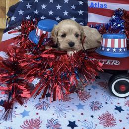 Atlas - Buff male Cockapoo puppy in Connersville, Indiana from MoonShine Babies