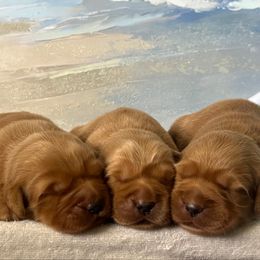 Girl 3 - Dark golden female Golden Retriever puppy in Cocoa, Florida from Goldens of the Groves LLC.