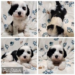 Polite Panda Bear - Black brown and white female Tibetan Terrier puppy in Lane County, Oregon from Zara Tibetan Terriers