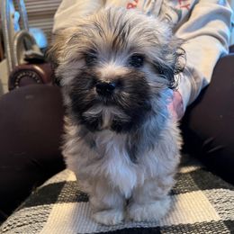 Shaw - Gold sable female Havanese puppy in Milford, Iowa from Wyndward Havanese