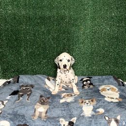 Dalmatian Puppies from Xzayvius Stitt