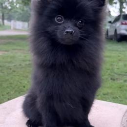 Phantom - Black male Pomeranian puppy in Coleman, Oklahoma from Pretty Poms