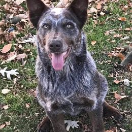 Ace - Australian Cattle Dog