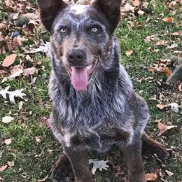 Ace - Australian Cattle Dog