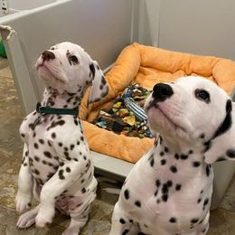 Dalmatian Puppies from Paisley