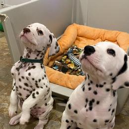 Dalmatian Puppies from Paisley