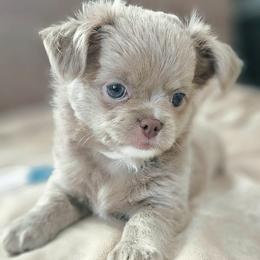 AKC Fluffy Lilac Boy - Chocolate blue male Chihuahua puppy in Brooklyn, New York from Nadezhda's Chihuahuas