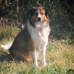 English Shepherd All Grown Up from Flashbar Farm English Shepherds