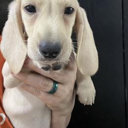 Archie-Boy 2 - Cream male Dachshund puppy in Bigfork, Minnesota from Dachshunds Up North