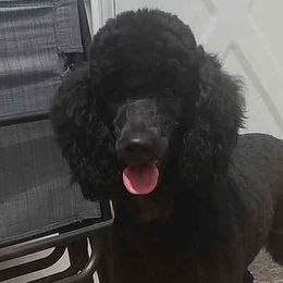 Maggie - Poodle