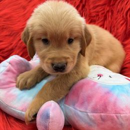 Golden Retriever Puppies from American True Golden retriever