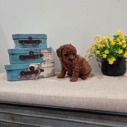 Quenelle (AKC) - Red  female Poodle puppy in Rainbow City, Alabama from Spinks Poodles