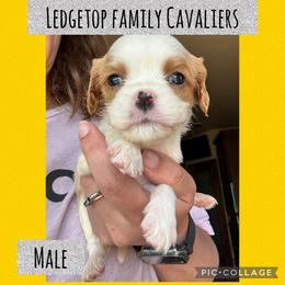 Yellow - Blenheim male Cavalier King Charles Spaniel puppy in Greenleaf, Wisconsin from Ledgetop Family Cavaliers