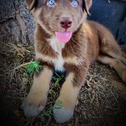 Australian Shepherd Puppies from Amazing Aussie’s