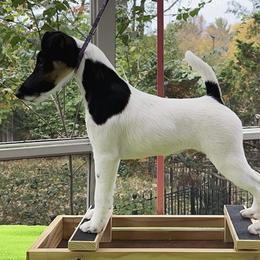 Smooth Fox Terriers from SpringHill Smooth Fox Terriers
