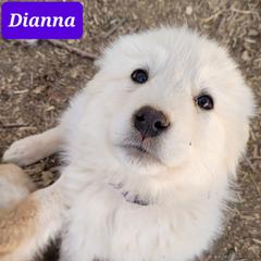 Dianna - Colorado Mountain Dog puppy from Big Sky Acres