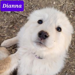 Dianna - Colorado Mountain Dog puppy from Big Sky Acres