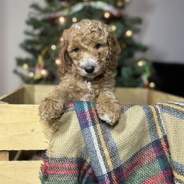 Poodles from Midwest Moyen Poodles