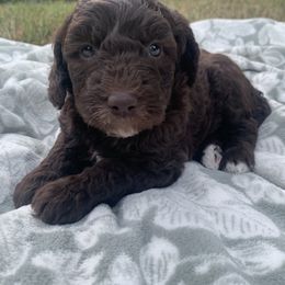 Goldendoodle Puppies from FamilyLoved Doodles