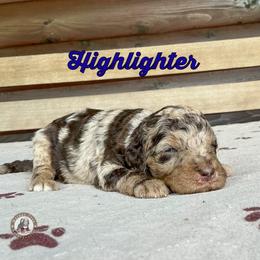 Highlighter - Chocolate merle male Bernedoodle puppy in Banner Elk, North Carolina from Walnut Tree Bernedoodles