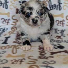 Glorious - Blue merle female Australian Shepherd puppy in Squaw Valley, California from A&M Australian Shepherds