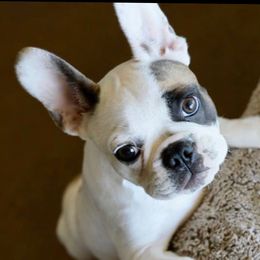 Sophie - French Bulldog