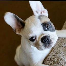 Sophie - French Bulldog