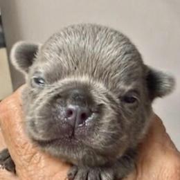 Lilac 1 - Blue female French Bulldog puppy in Clifton, Texas from Blue Ribbon French Bulldogs
