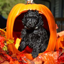 Poodle Puppies from Canoe Creek Spoos