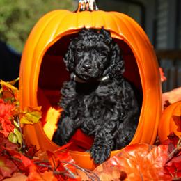 Poodle Puppies from Canoe Creek Spoos
