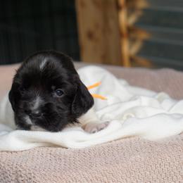 Orange - Black and white female English Springer Spaniel puppy in Loris, South Carolina from Palmetto Springer Spaniels