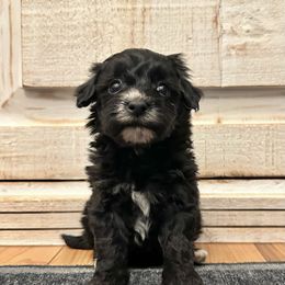 Female 2 - Black female Havapoo puppy in Brooksville, Florida from Kruger Doodles