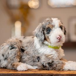 Boy 6 - male Bernedoodle puppy in Chandler, Arizona from Phoebe's Bebies