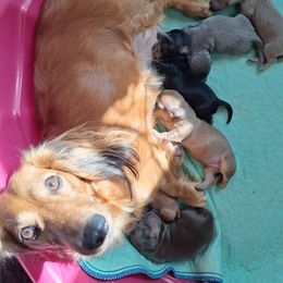 Four - Black and tan male Dachshund puppy in Gordon, Georgia from Long Dogs Yellow Farm