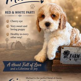 Michael - Red and white male Cockapoo puppy in Holton, Indiana from MoonShine Babies