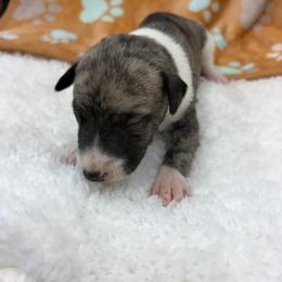 Tabby - White and fawn brindle female Whippet puppy in West Plains, Missouri from Sycamore Ridge Puppies