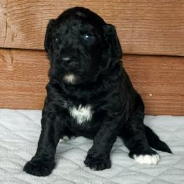 Rose - Black and white female Bernedoodle puppy in Columbia, Missouri from Silver Creek Pups