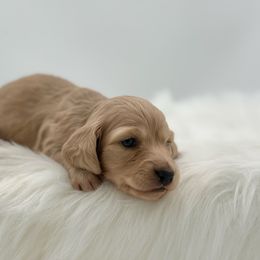 Melody - Cream female Dachshund puppy in Litchfield, Illinois from Charmm Dachshunds