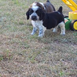English Springer Spaniel Puppies from Savannah River Springers