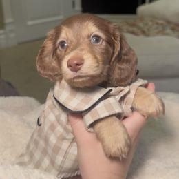 Dachshund Puppies from Golden State Mini Doxies