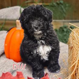 Dill - Black and white male Aussiedoodle puppy in Lebanon, Oregon from Abbott Family Farm