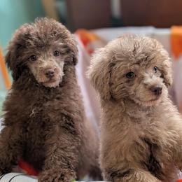 Poodle puppies from BellCrist Little bits
