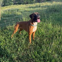 Jade (Upcoming) - Boxer