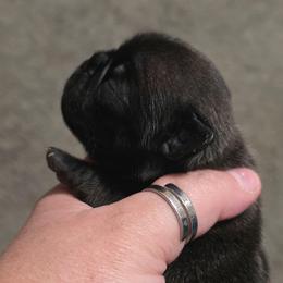Male 1 - Silver male Pug puppy in Olin, North Carolina from Piggy Pugs