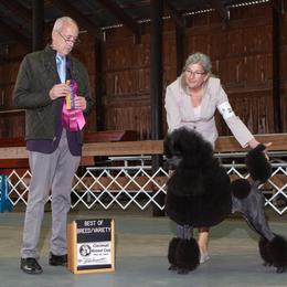 Fierce - Poodle