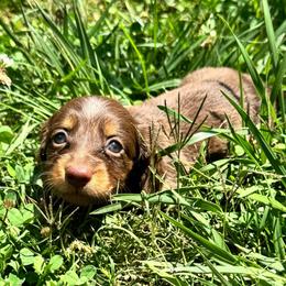 AKC female 6 - Chocolate and tan female Dachshund puppy in Knoxville, Tennessee from Thea's Puppies